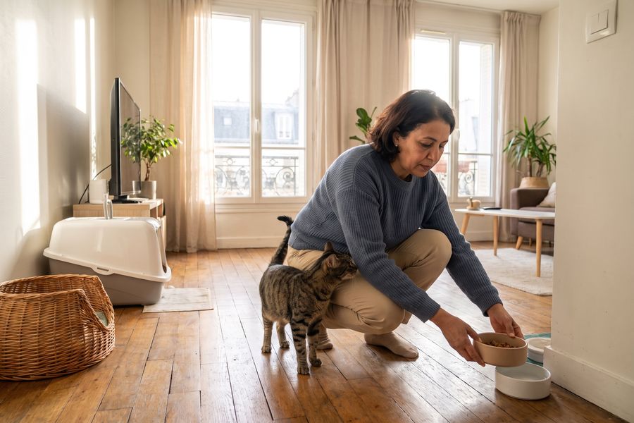 Garde de chats — Pet-sitter