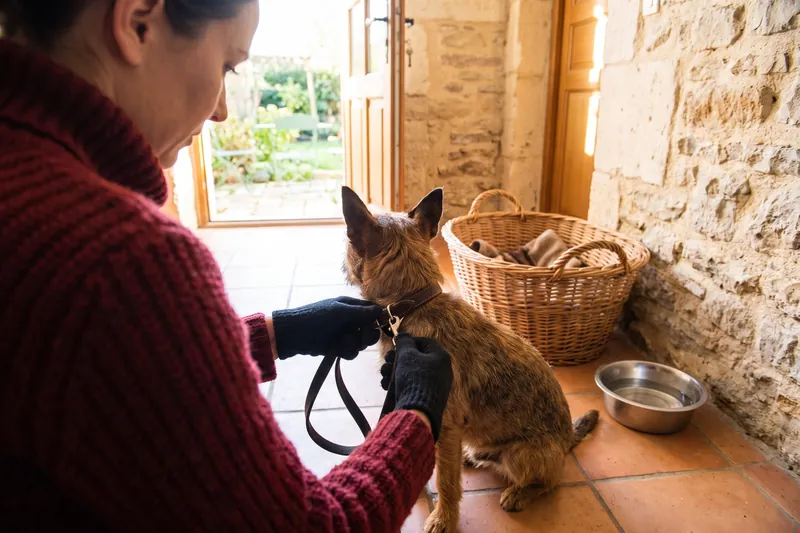 Promenades de chiens — Pet-sitter
